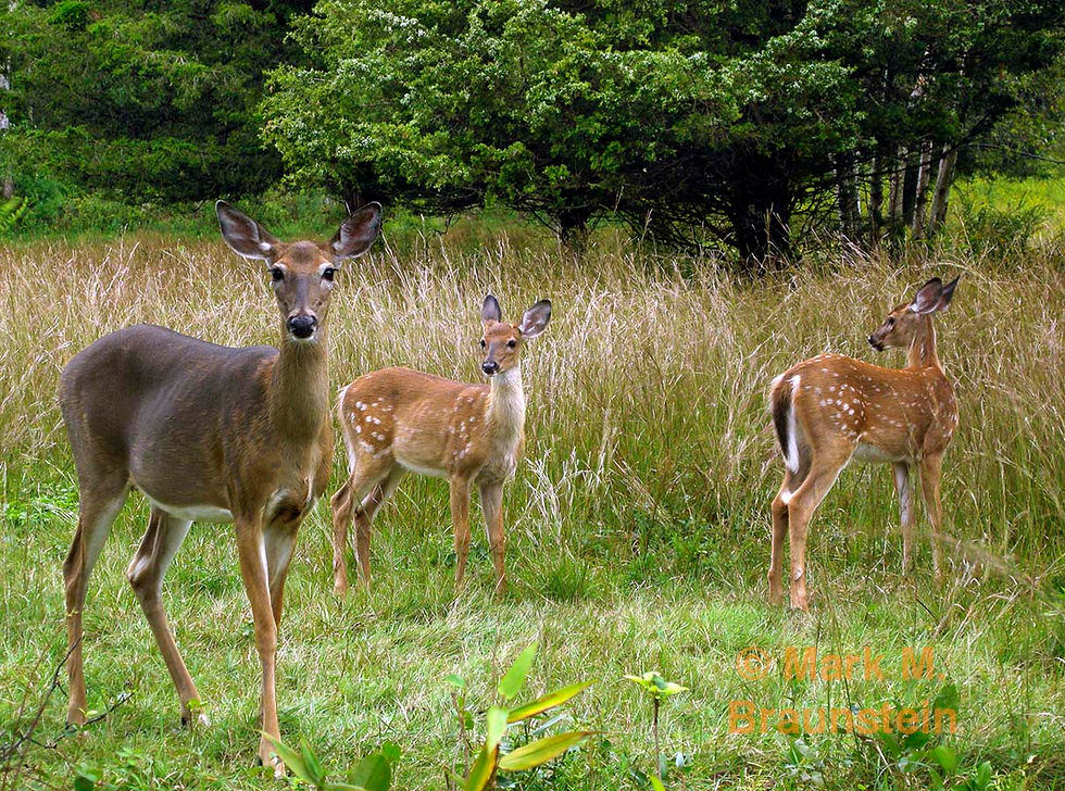 deer00.jpg