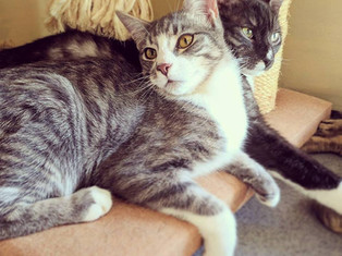 Bill and Floki.jpeg