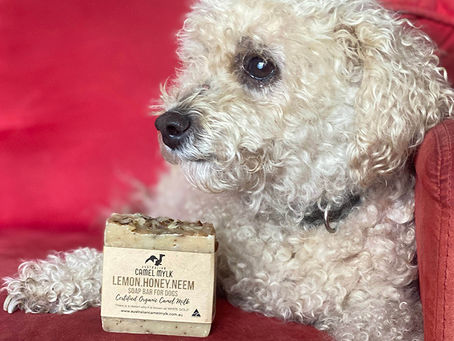 FROM A 'HUMP'LE BEGINNING