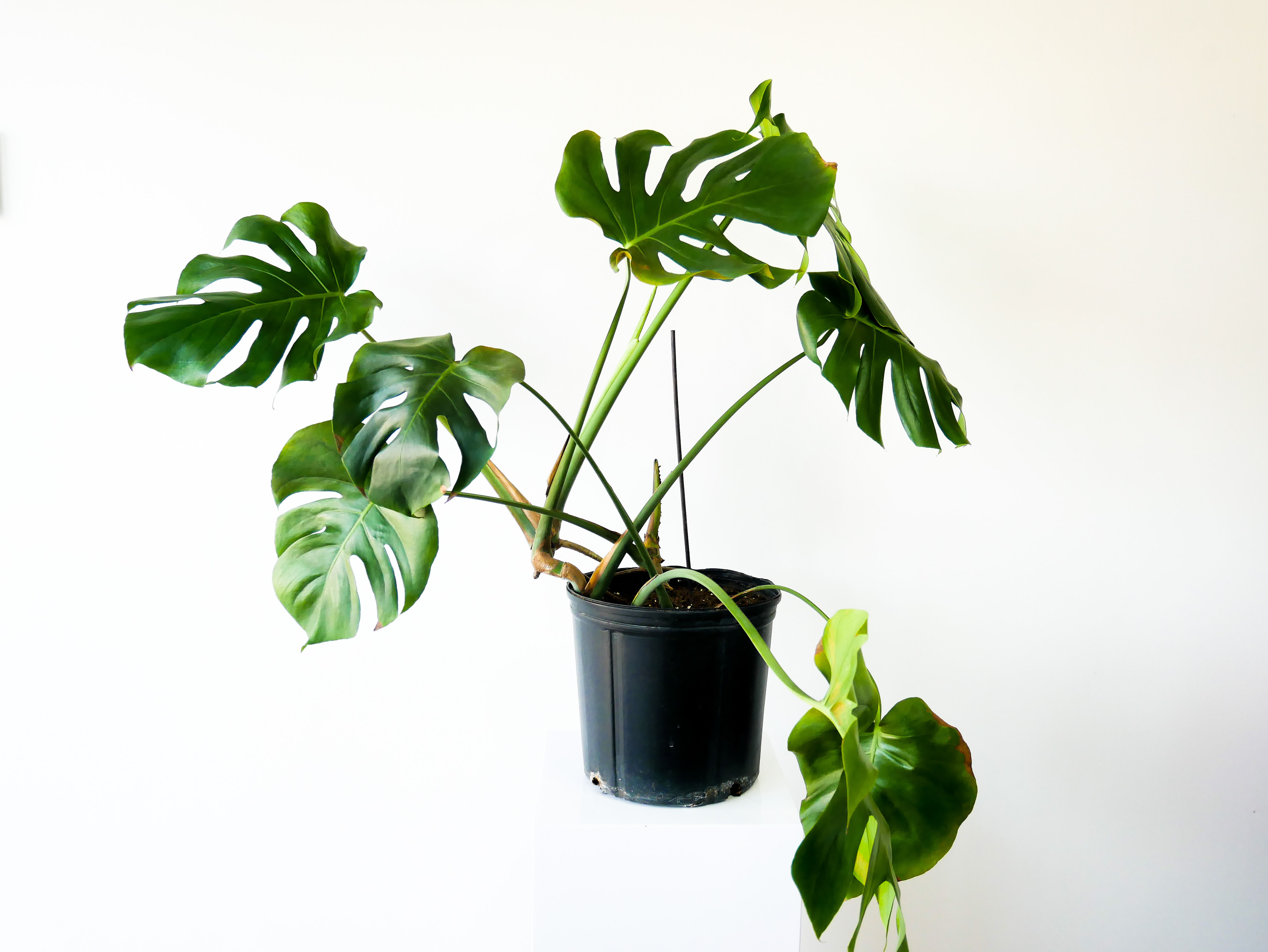 PLANT9