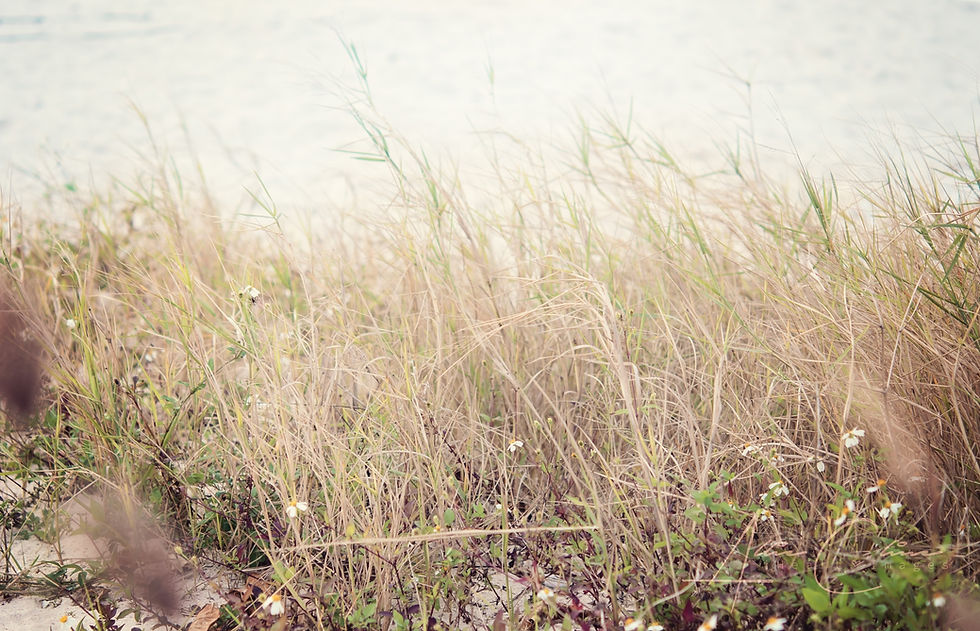 wild grass araha beach