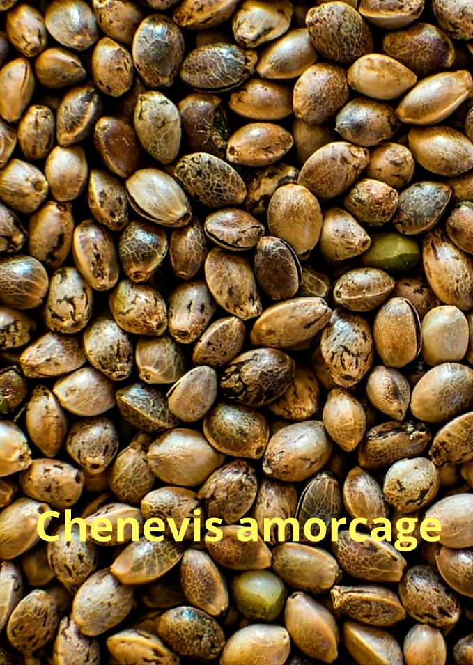 Chenevis Amorcage