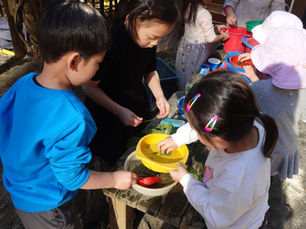 園庭でお茶づくり