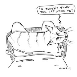 cat lap