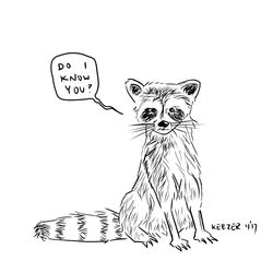 raccoon