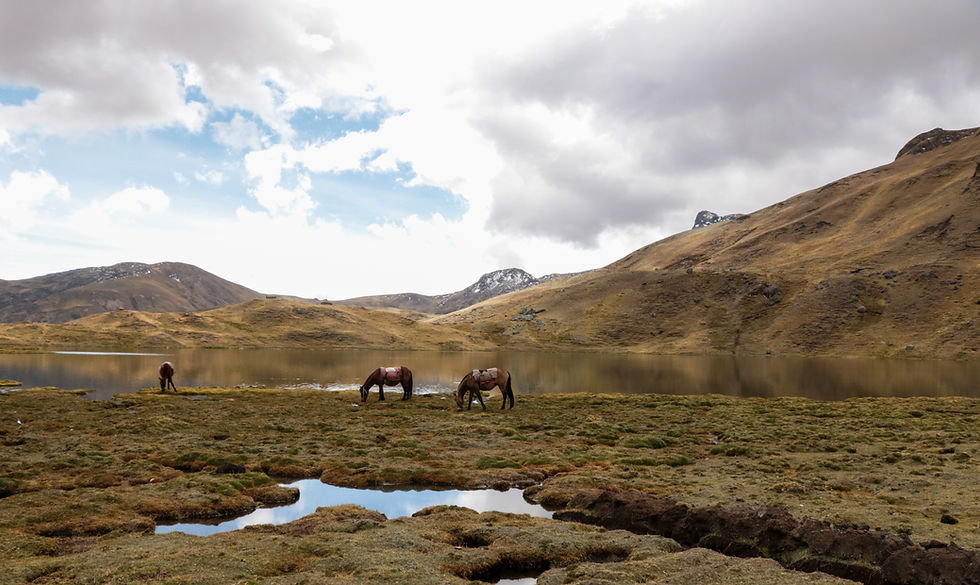 Horses quietly grazing by the lake just below the Les Res Pass in Peru