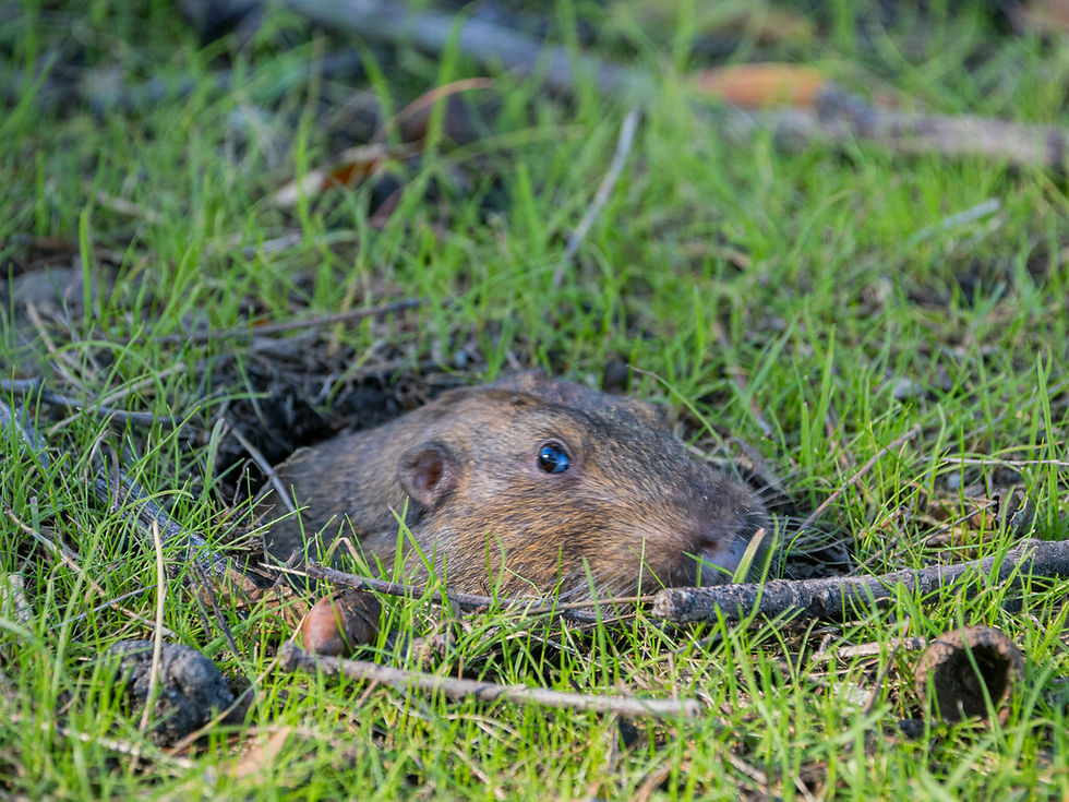 Botta's pocket gopher