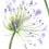 Thumbnail: Agapanthus, framed original watercolour