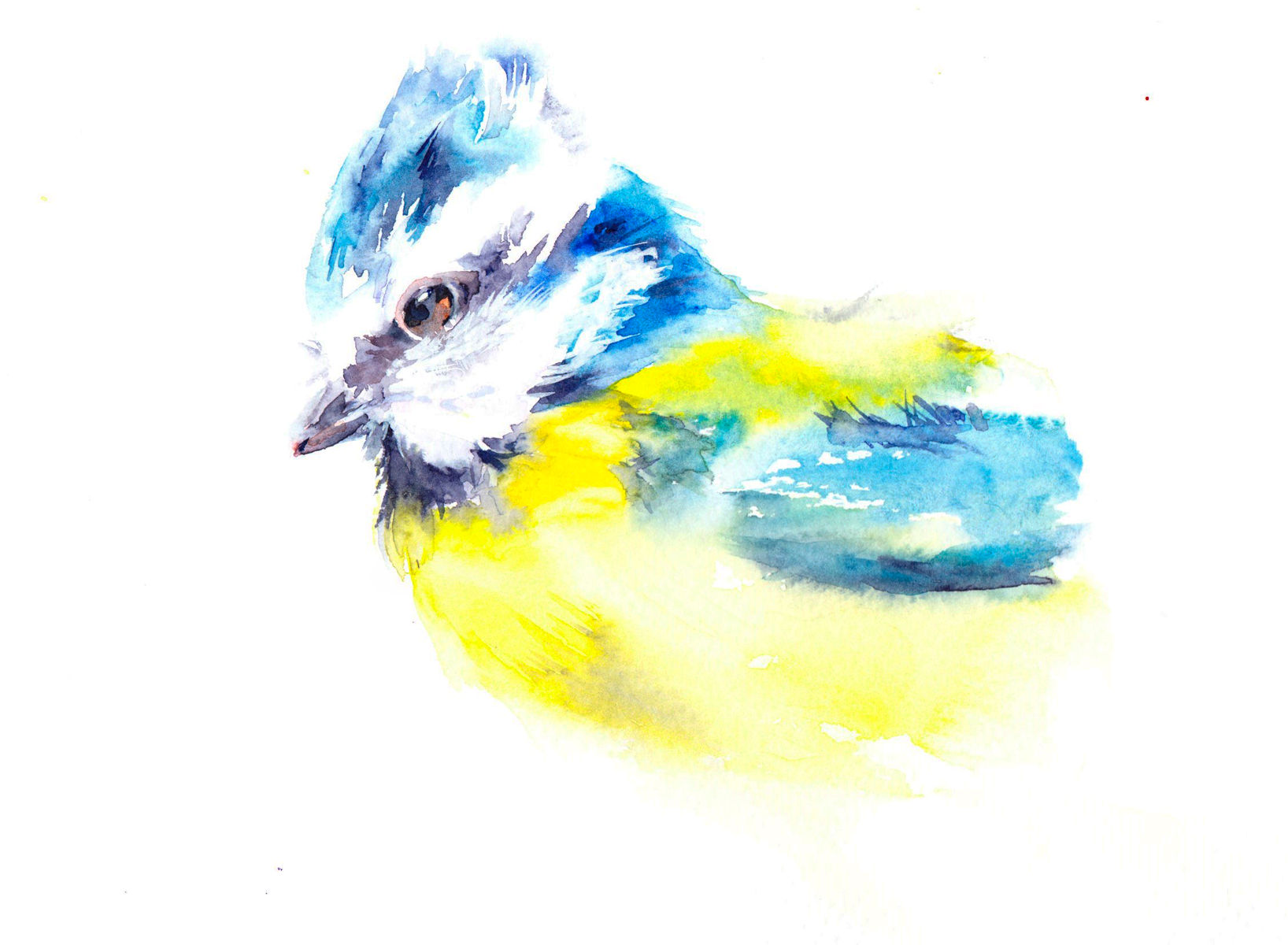 Blue tit, Limited Edition Giclée Print