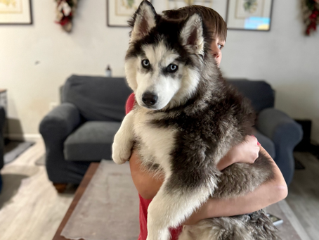 Beyond the Sale: A Breeder’s Perspective on Placing Puppies in Their Forever Homes