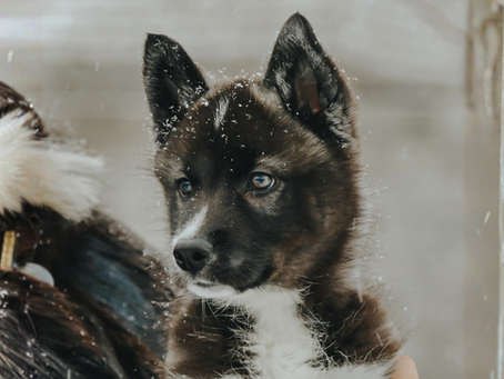 The Truth About ‘Rare’ Siberian Huskies