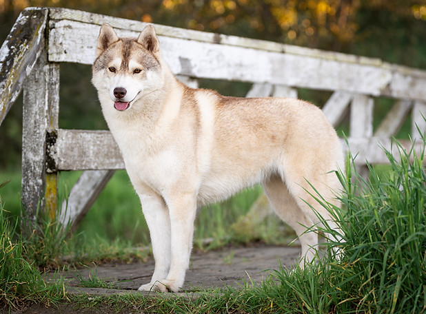 MAR8_GCH&H_UKC-2987-Edit.jpeg