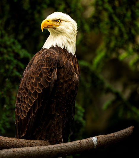 Bald Eagle sitting on a branch with a green leafy background