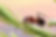 Ant runs quickly in the grass, clinging to the blades of grass._.jpg
