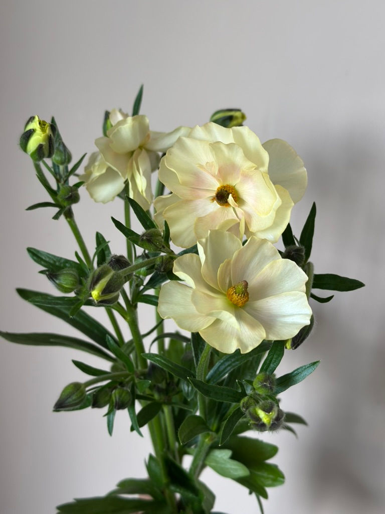 (SOLD OUT) Butterfly Ranunculus