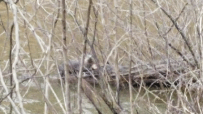 Beavers eat fish!