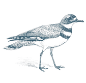 Plover (1)_edited.png