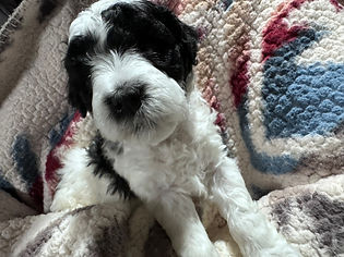 Dottie