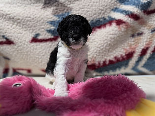 Bessie