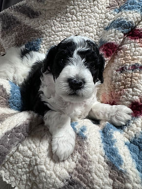 Molly