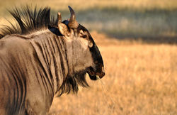 Wildebeest Namibia