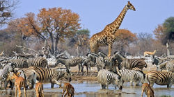 Wildlife Namibia