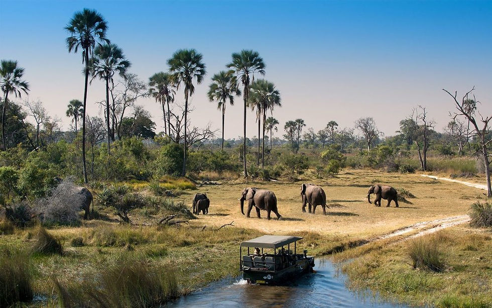 Botswana Delta Okavango Elephants