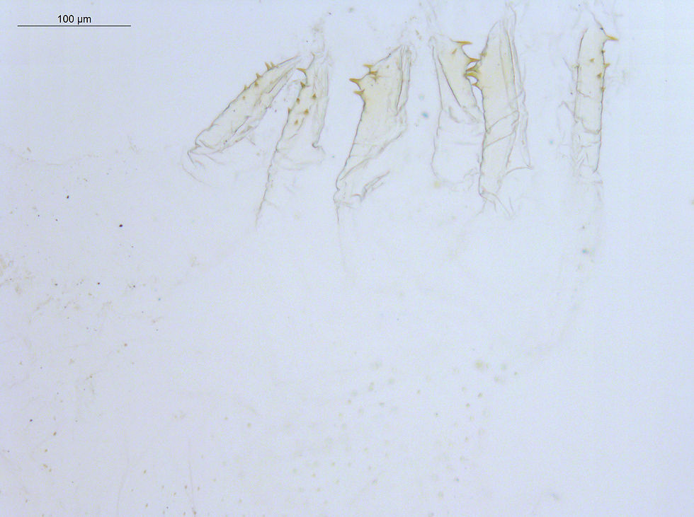 Spinitermes trispinosus FG32 HW 0.90