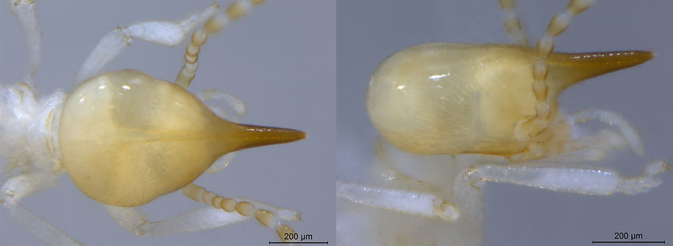 Agnathotermes nr cassinasus EC1240