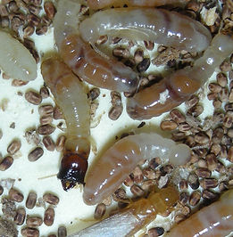 cavi sold crop.jpg