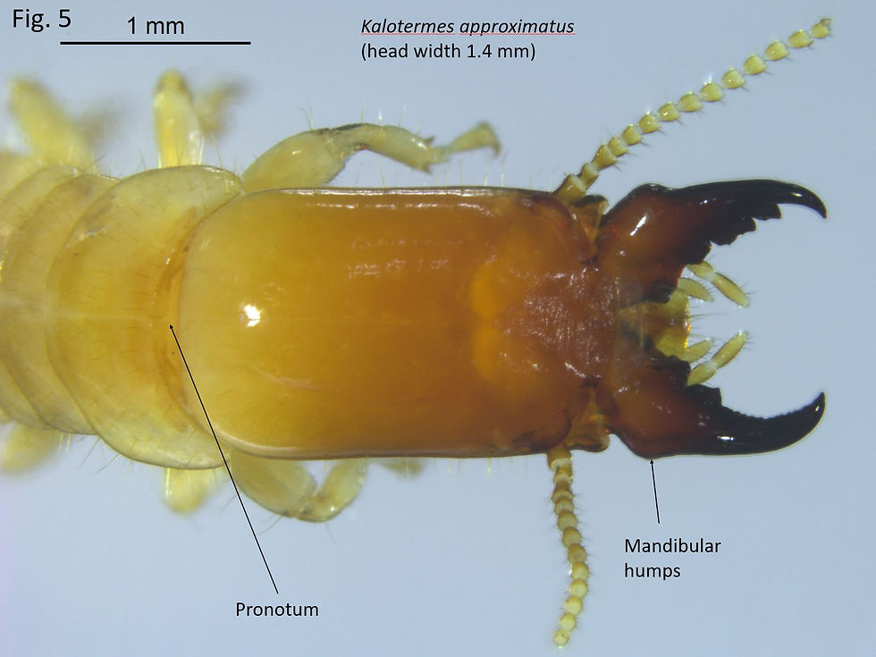 Fig. 5 Kalotermes