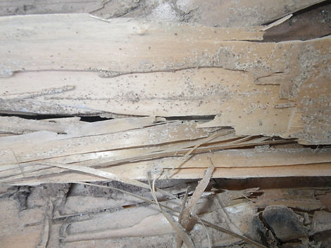 IMGP0109.JPG
