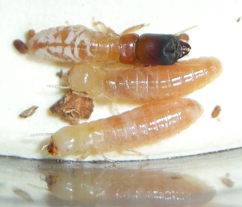 Calcaritermes nigriceps 2