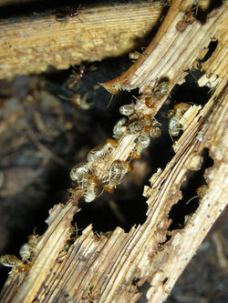 Tenuirostritermes on pineapple HN561
