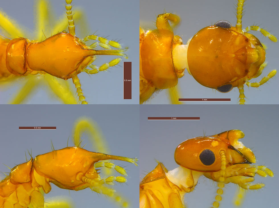 Acorhinotermes subfusciceps PU799