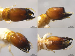 Glyptotermes n. sp. GUA183