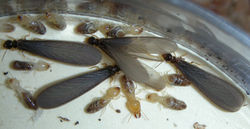 Amitermes wheeleri US996