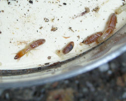 Incisitermes mariae VZ942