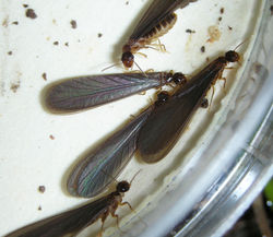 Parvitermes mesoamericanus HN540
