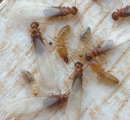 Prorhinotermes simplex Florida.jpg