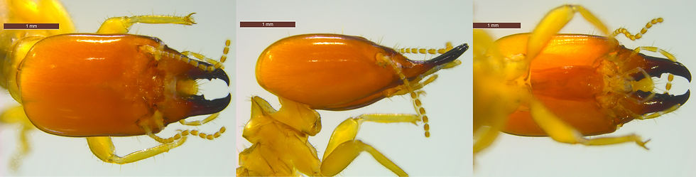 Alloganthotermes AFR1908