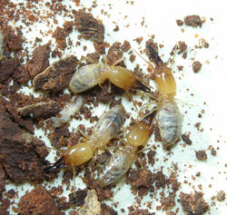 Orthognathotermes macrocephalus PA360