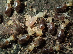 Procornitermes lespesii BOss