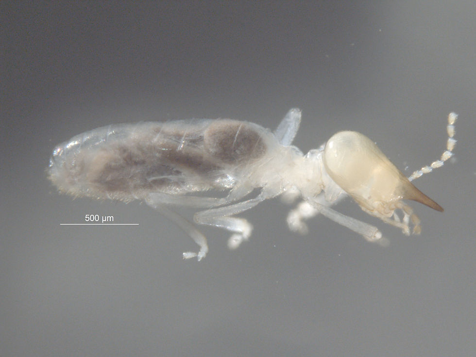 Agnathotermes nr glaber FG1030