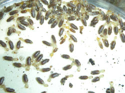Subulitermes n. sp. VZ646