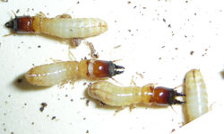 Proneotermes latifrons VZ1014