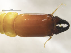 Neotermes nr. hirtellus PA742 D