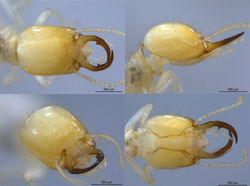 Amitermes amicki VZ724