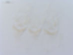 Schedorhinotermes GA22 HW1.45