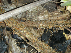 Tenuirostritermes HN561